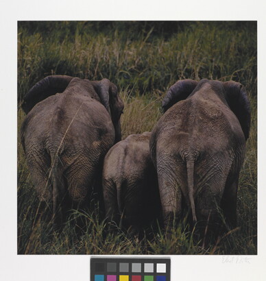 A color photograph of three elephants from the back, a young one between two adults, standing in tall grass.