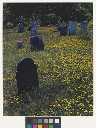 A color photograph of tombstones in a cemetery filled with yellow wildflowers.