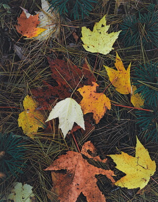 A color photograph of colorful autumn leaves on a bed of pine needles.