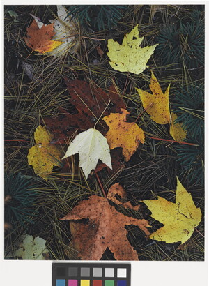 A photograph of colorful autumn leaves on a bed of pine needles.