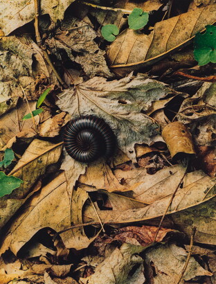 A color photograph of a black millipede curled up on a bed of dry leaves.