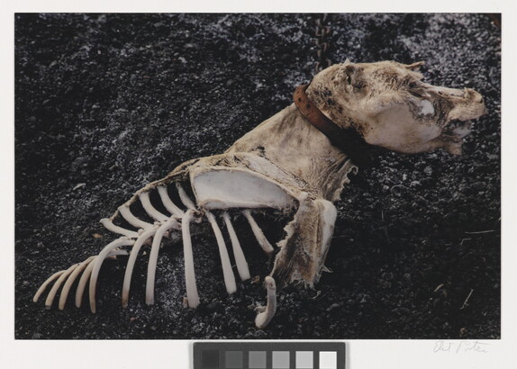 A color photograph of a dead dog with partially exposed bones and a collar still around its neck.