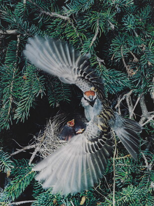 A color photograph of a grey, black, and brown bird with its wings spread around a nest containing two baby birds.