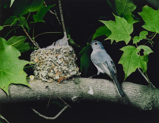 A color photograph of a bird perched next to a nest resting on a tree branch as three chicks reach up, mouths open, for food.