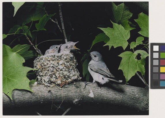 A color photograph of a bird perched next to a nest resting on a tree branch as three chicks reach up, mouths open, for food.