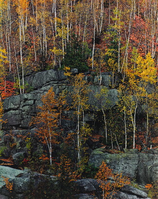 A color photograph of trees with yellow, red, orange, and green foliage growing on cliff ledges.