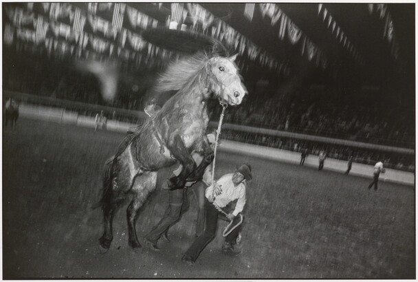 A black-and-white photograph of a man trying to control a rearing horse with a rope in an arena.