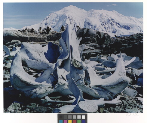 A color photograph of white whale bones on rocks and a large snowy mountain in the background.