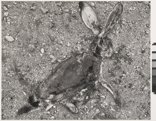 A black-and-white print of a decomposing jack rabbit on gravelly ground.