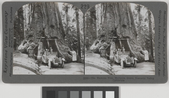 Two almost identical black-and-white photographs side by side of people in a car driving through a tunnel carved through the trunk of a large tree.