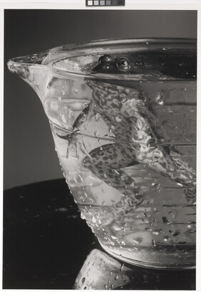 A black-and-white photograph of a frog hovering in a glass bowl filled with water, eyes just above the surface.