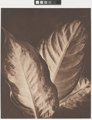 A sepia-toned photograph of three large plant leaves that are lighter in the middle and have darker edges.