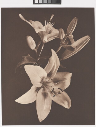 A sepia-toned photograph of a close-up of lilies with two fully bloomed flowers and four buds.