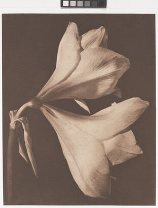 A sepia-toned photograph of two fully-bloomed, light-colored flowers.