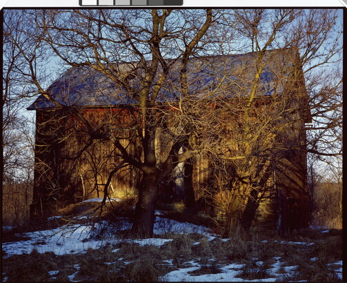 A color photograph of a large, leafless tree in front of a wood barn and snow scattered on the ground.