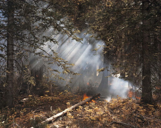 A color photograph of a smoky forest and several small fires in the leaves beneath the trees.