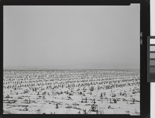A black-and-white photograph of a flat landscape with snow partially covering dead crops under a cloudy sky.