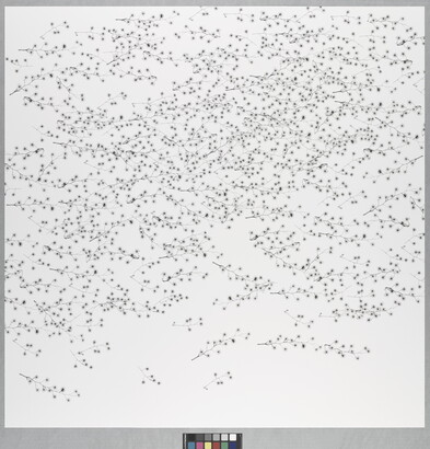 A black-and-white photograph of hundreds of small stems and tiny flowers.