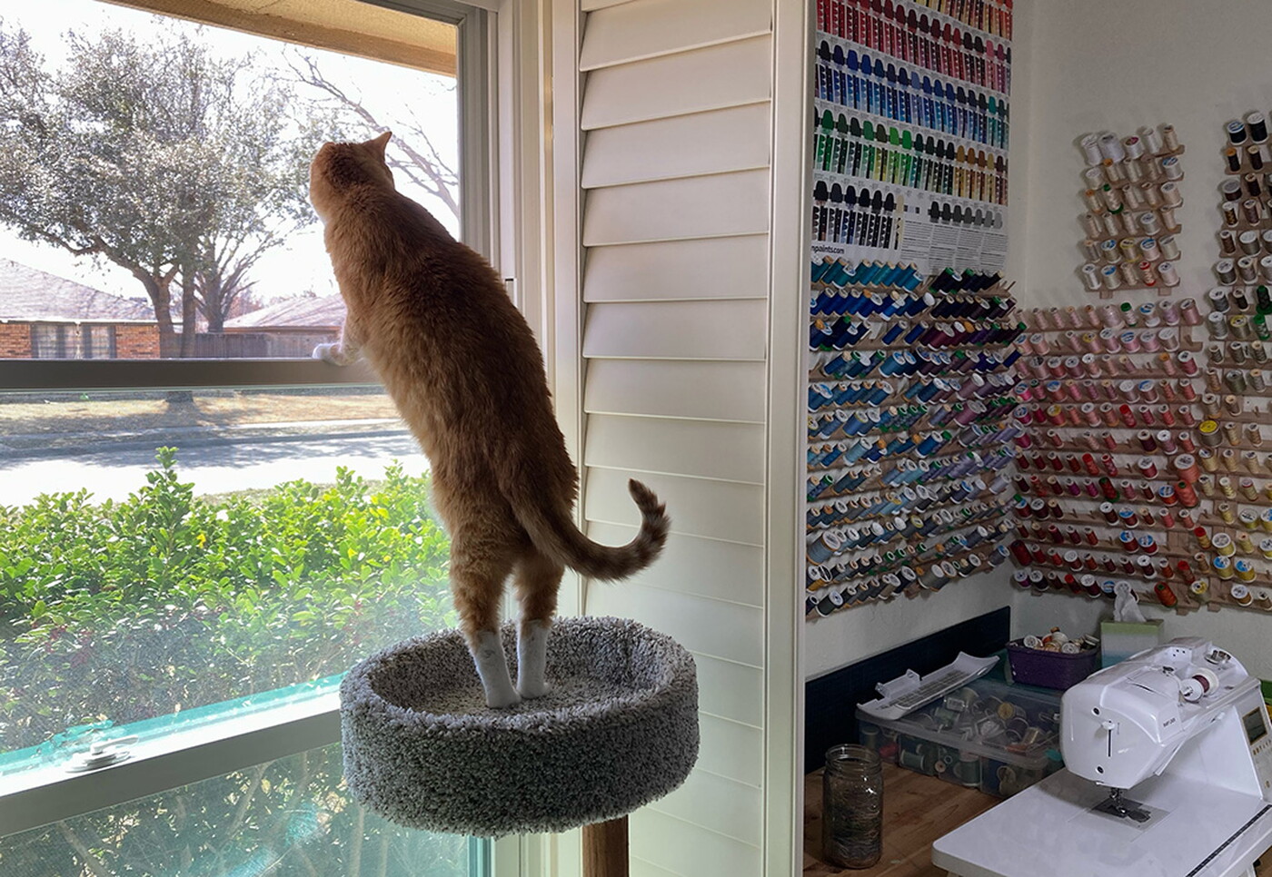 An orange cat stands on a cat tree looking out a window to a yard, and spools of colored thread line the walls next to the window.
