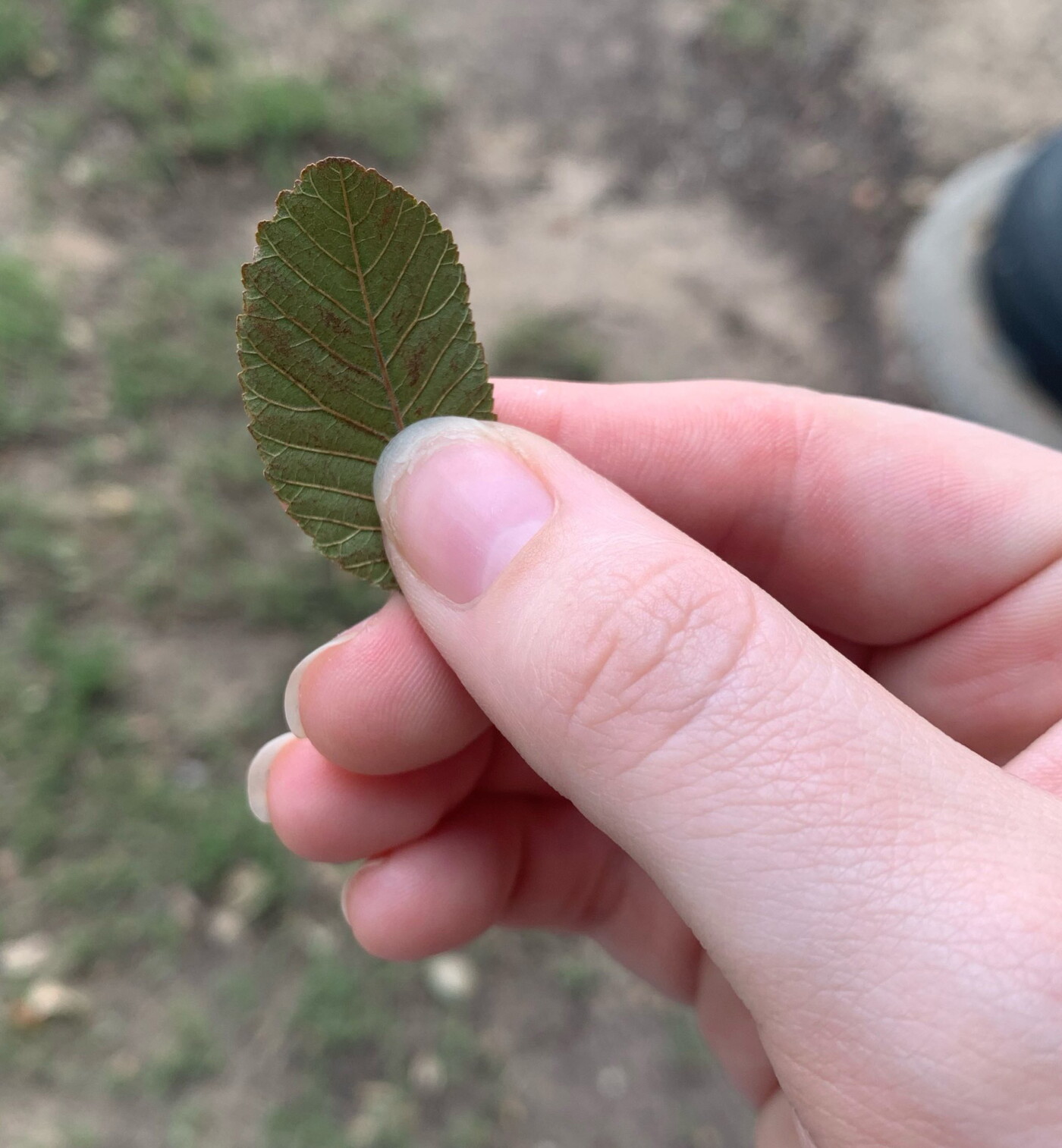 A close-up a a person holding an oval leaf with ridged edges.