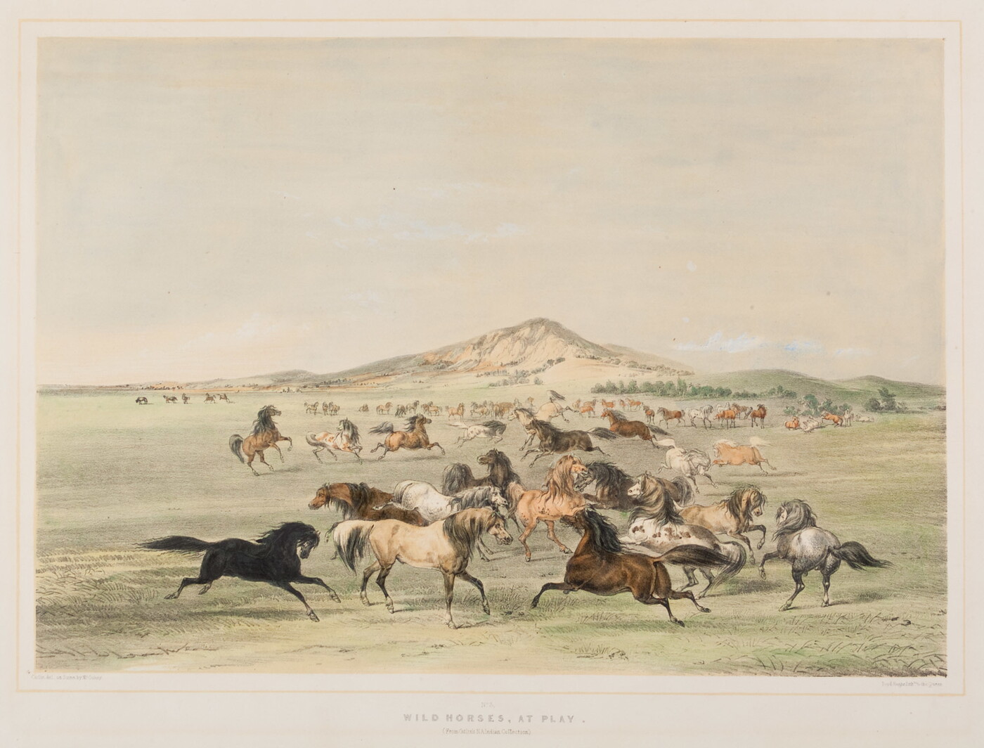 A color print of horses of many different colors and patterns running and playing in a field.