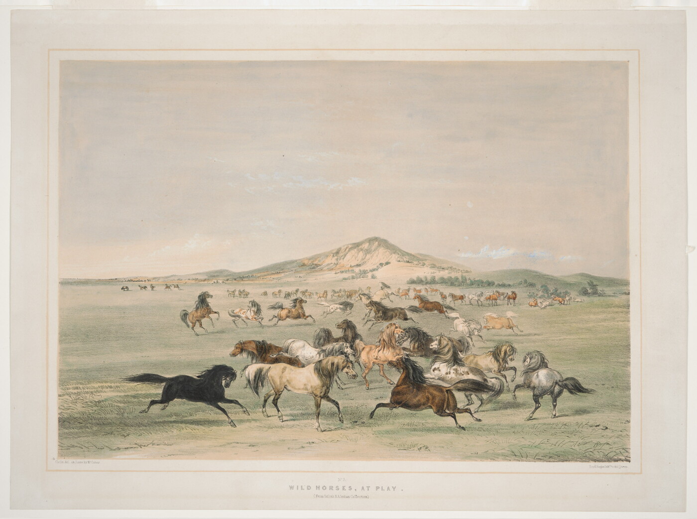 A color print of horses of many different colors and patterns running and playing in a field.