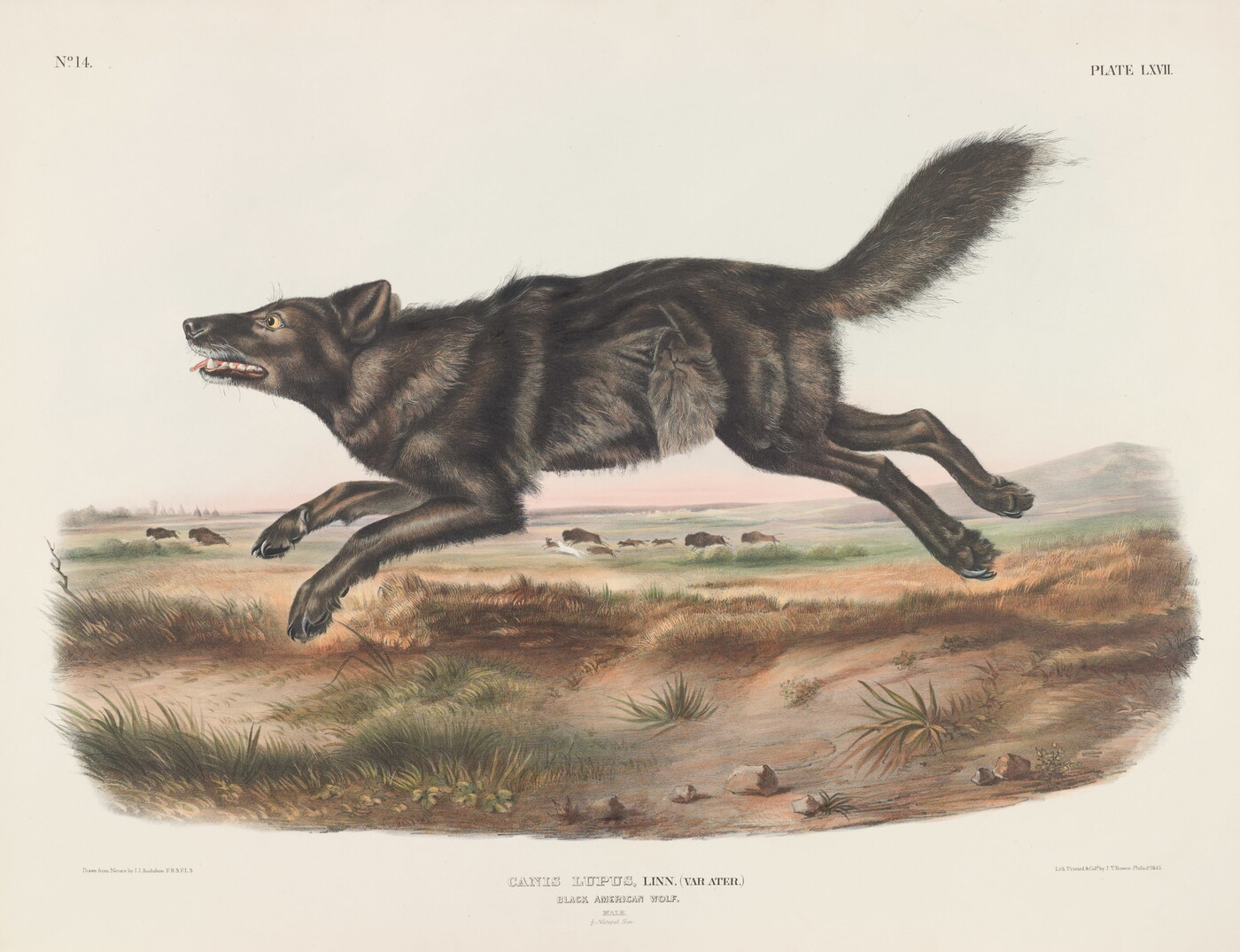 A color print of a black wolf in mid-leap over a desert landscape.