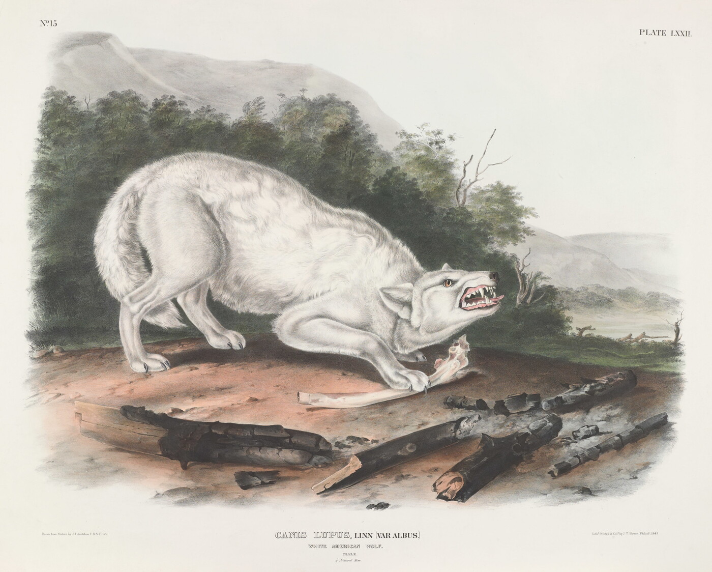 A color print of a white wolf baring its teeth as it crouches over a bone.