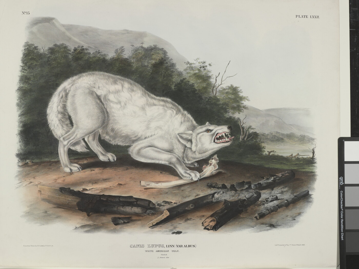 A color print of a white wolf baring its teeth as it crouches over a bone.
