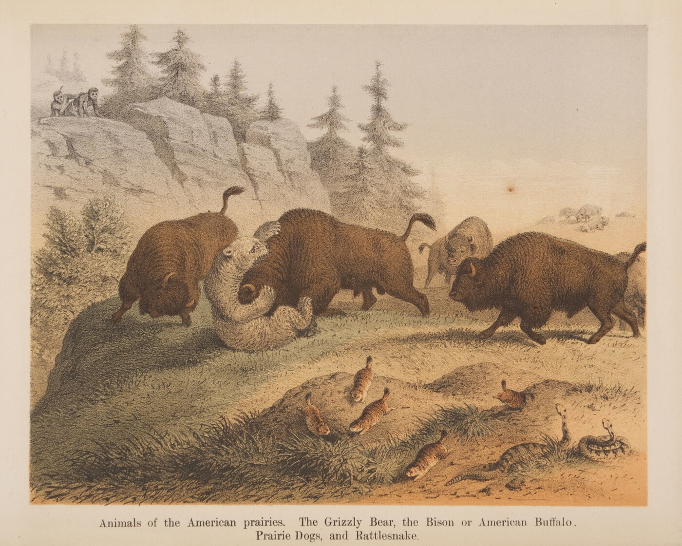 A color print of multiple bison fighting a grizzly bear while prairie dogs and rattlesnakes watch.