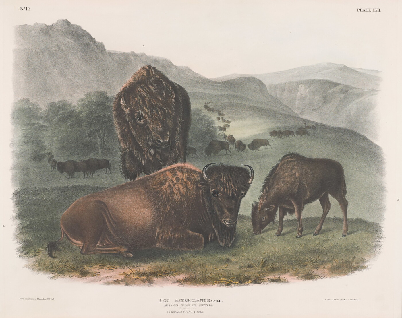 A color print of three bison, one lying down, in the foreground and a herd of bison in the distant hills.
