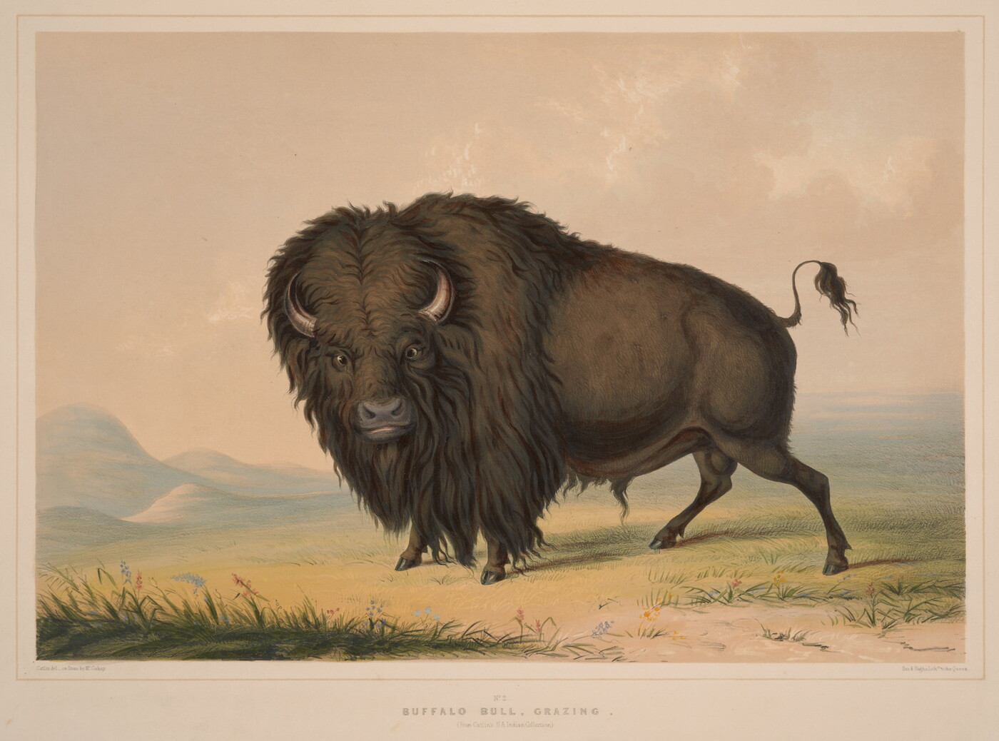 A color print of a single bison standing in a field.