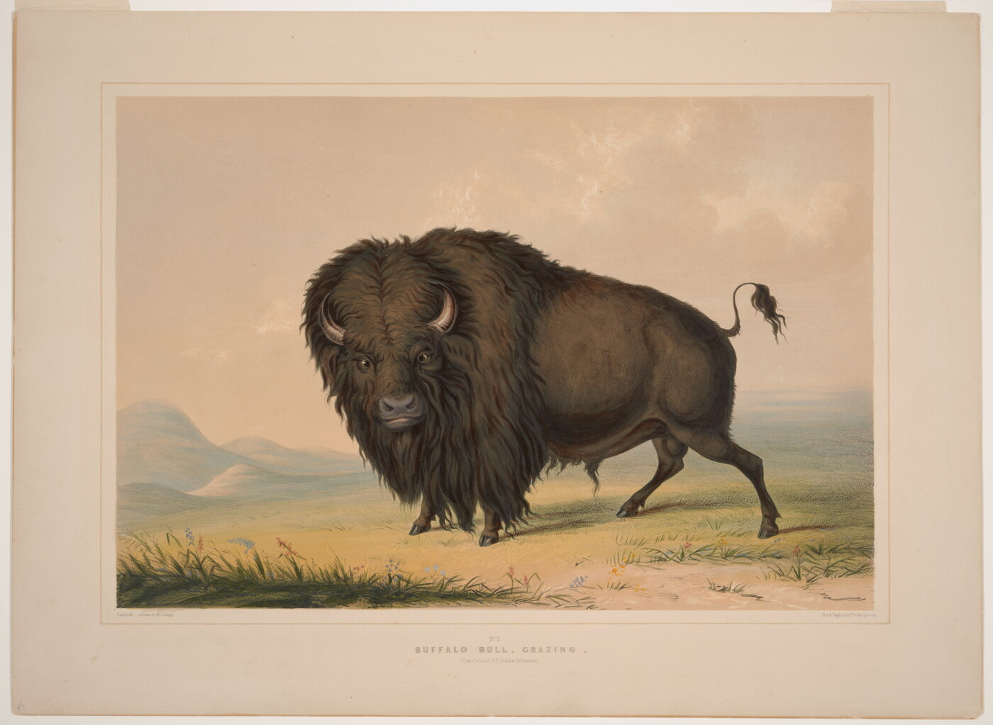 A color print of a single bison standing in a field.