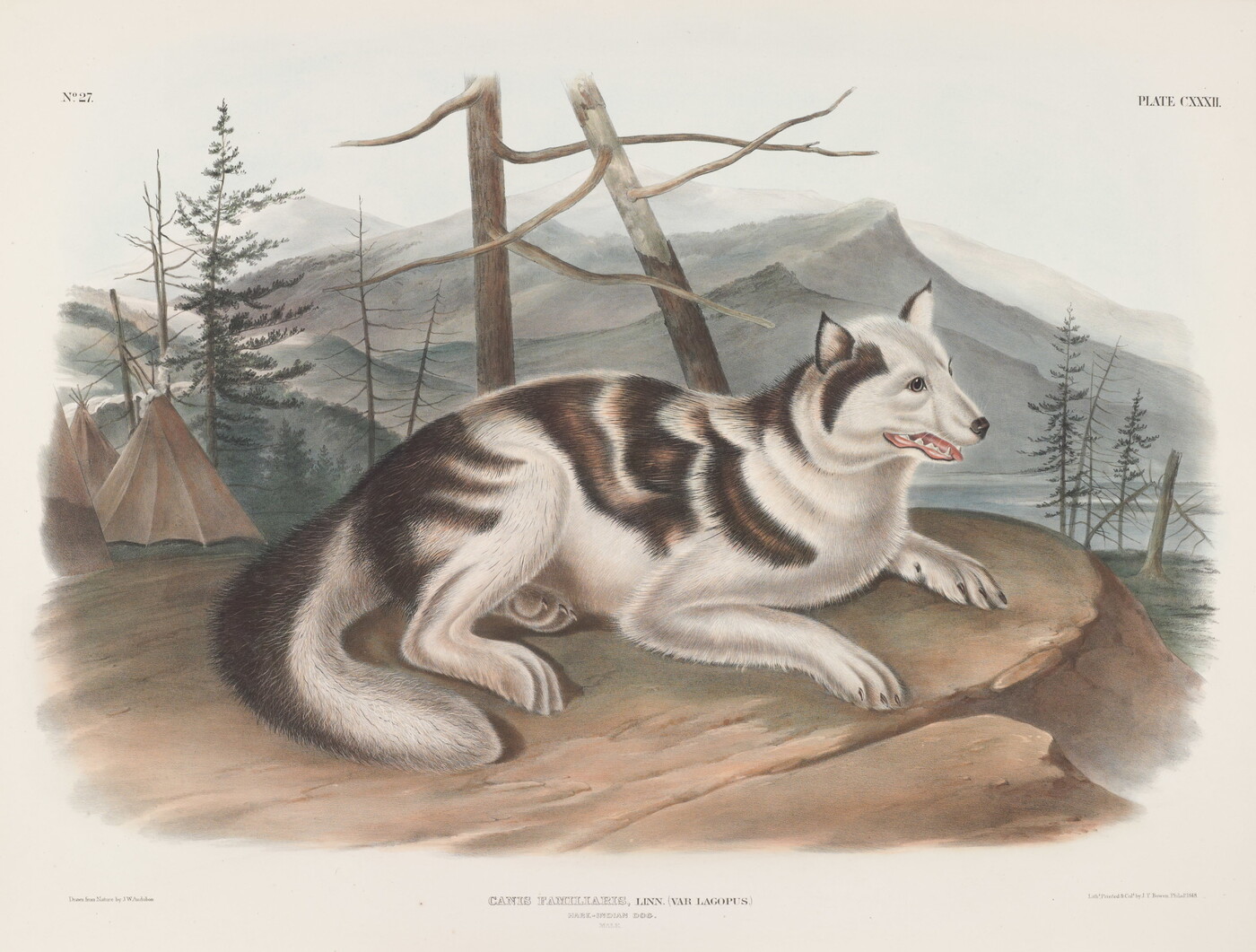 A color print of a white and brown dog lying on a cliffside near some tipis.