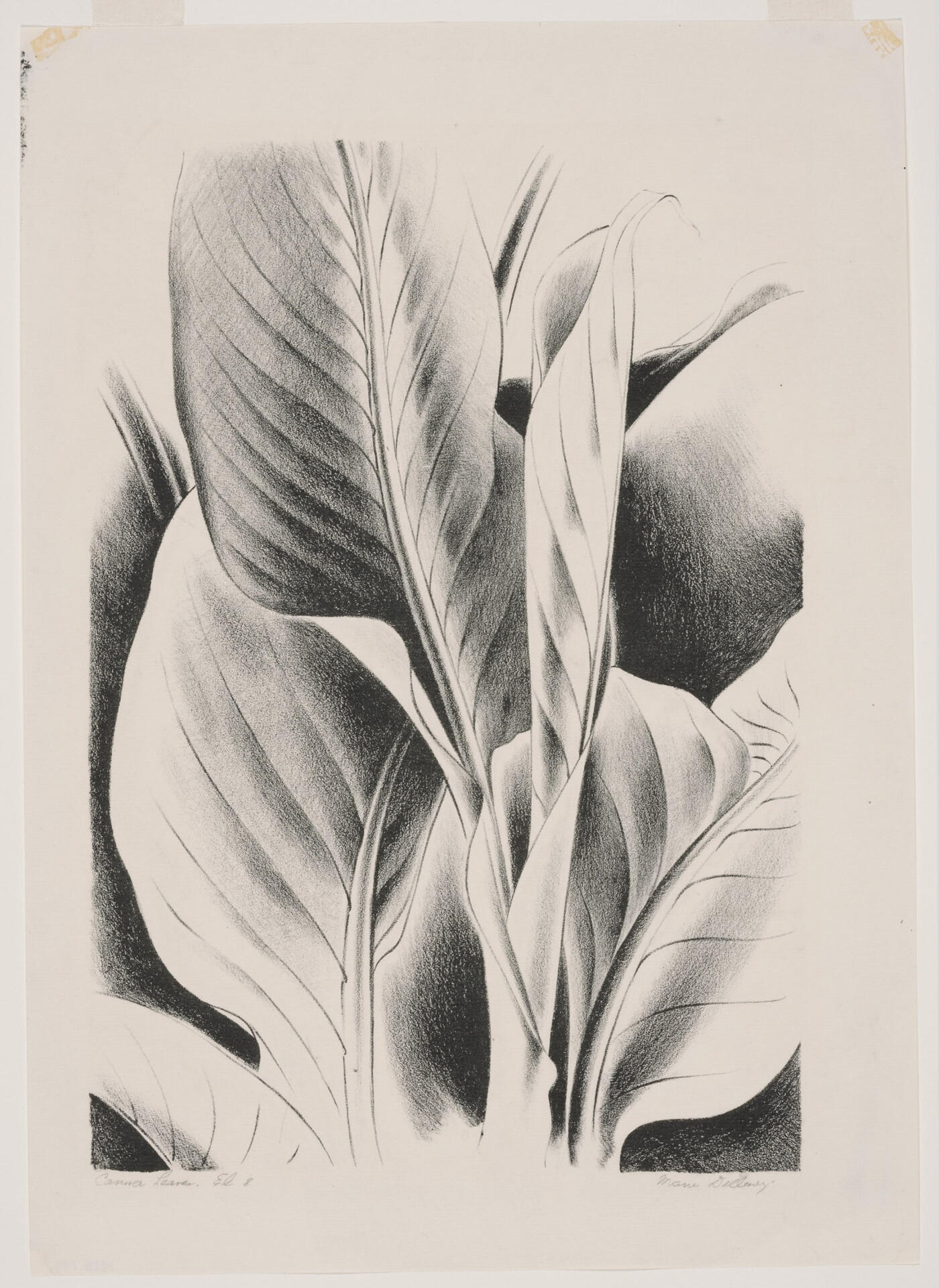 A black-and-white print of a cropped view of canna leaves.