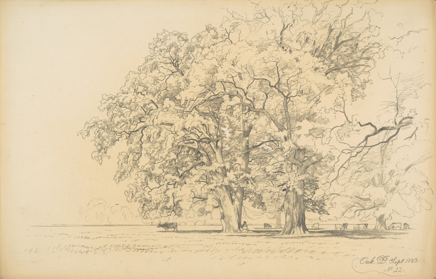 A black-and-white drawing of two large oak trees with cattle walking under them.