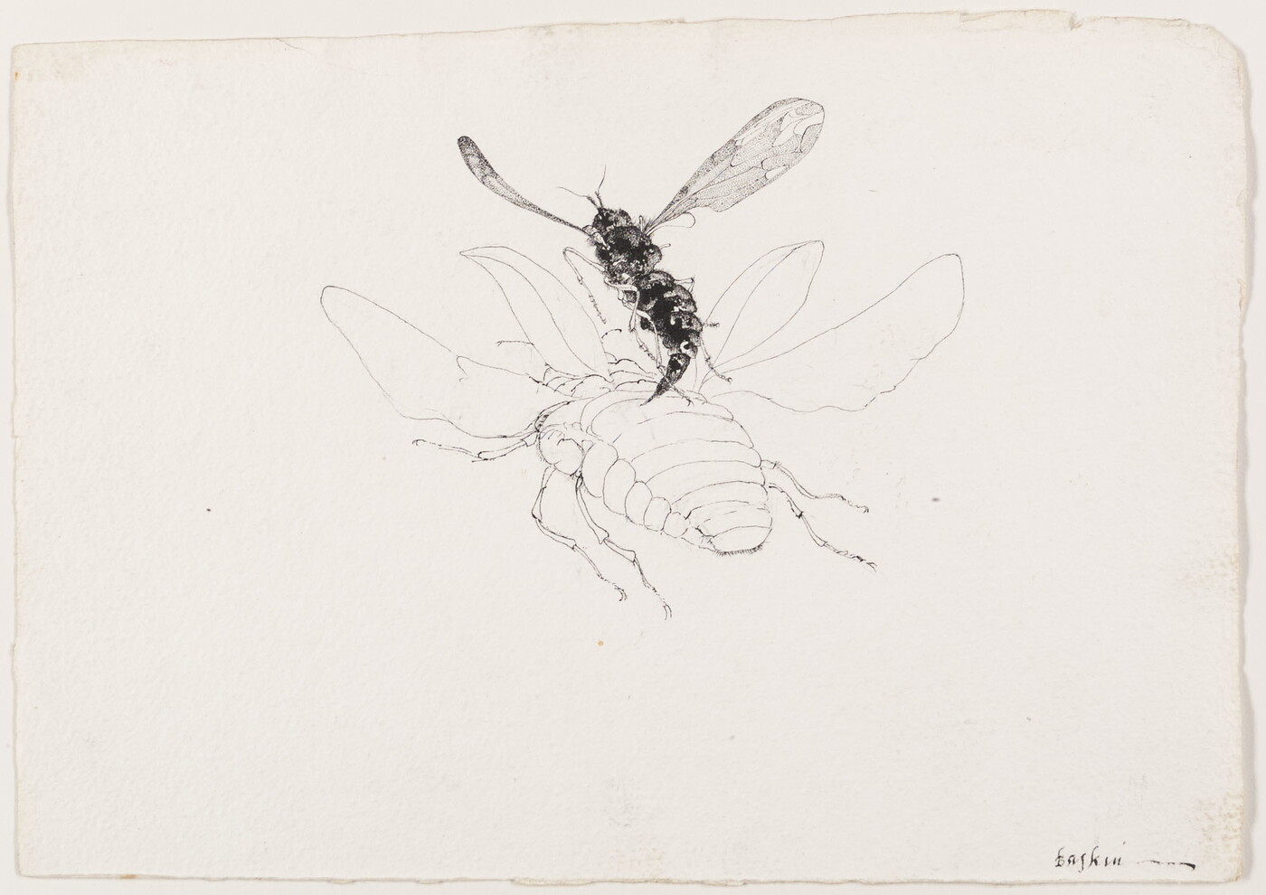 A black-and-white drawing of a close-up, rear view of a black fly hovering over a white, winged beetle.