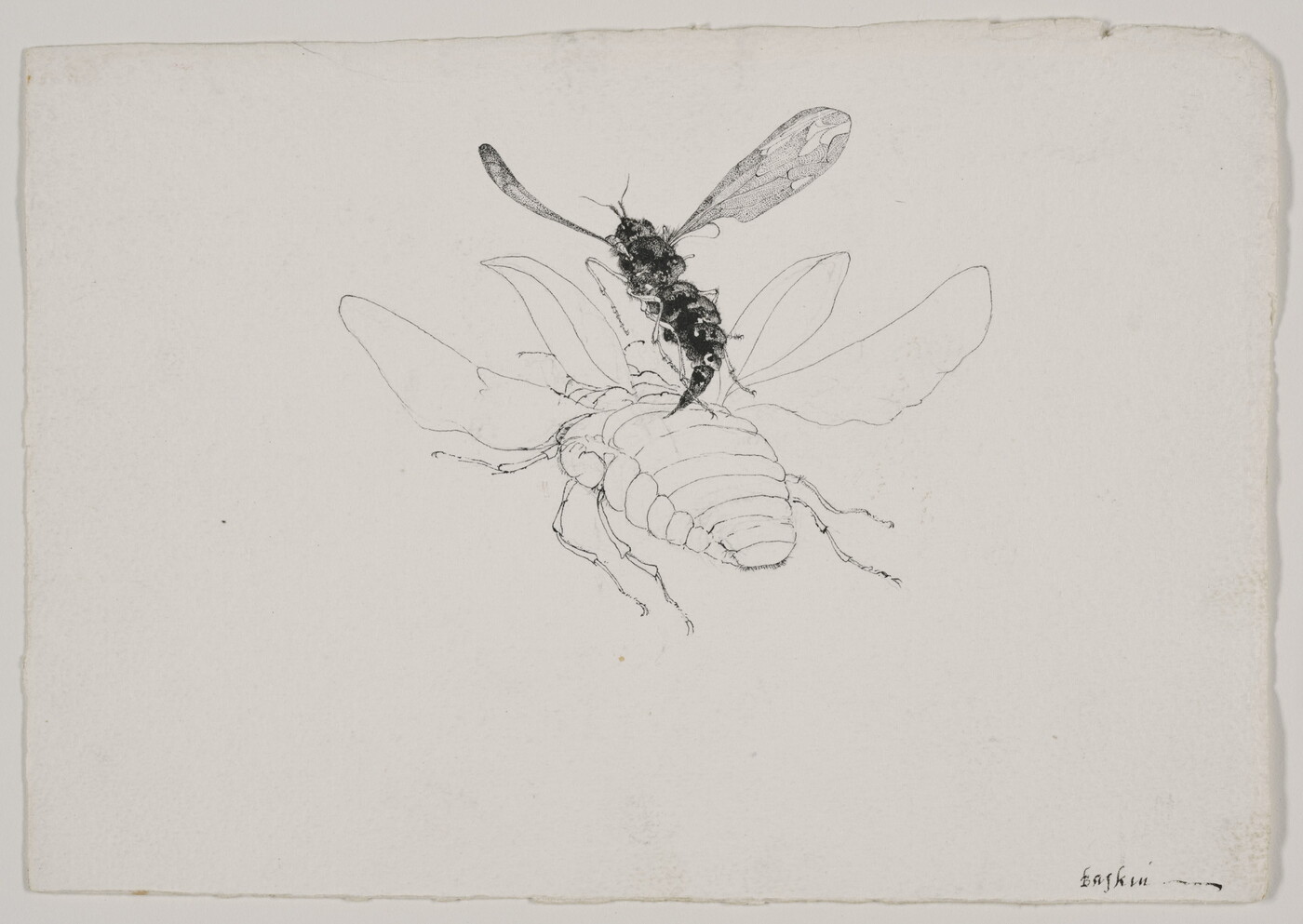 A black-and-white drawing of a close-up, rear view of a black fly hovering over a white, winged beetle.