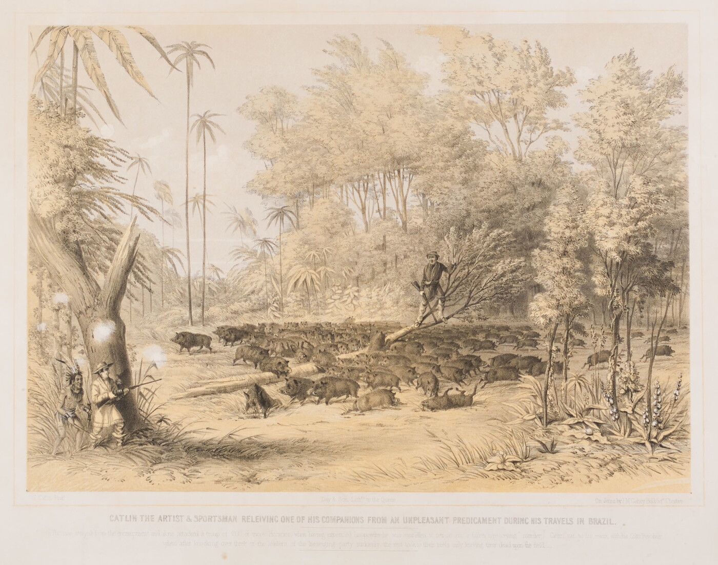 A color print of a White man standing in a tree surrounded by a herd of wild pigs as a White man with a rifle and an Indigenous man hide behind a tree.