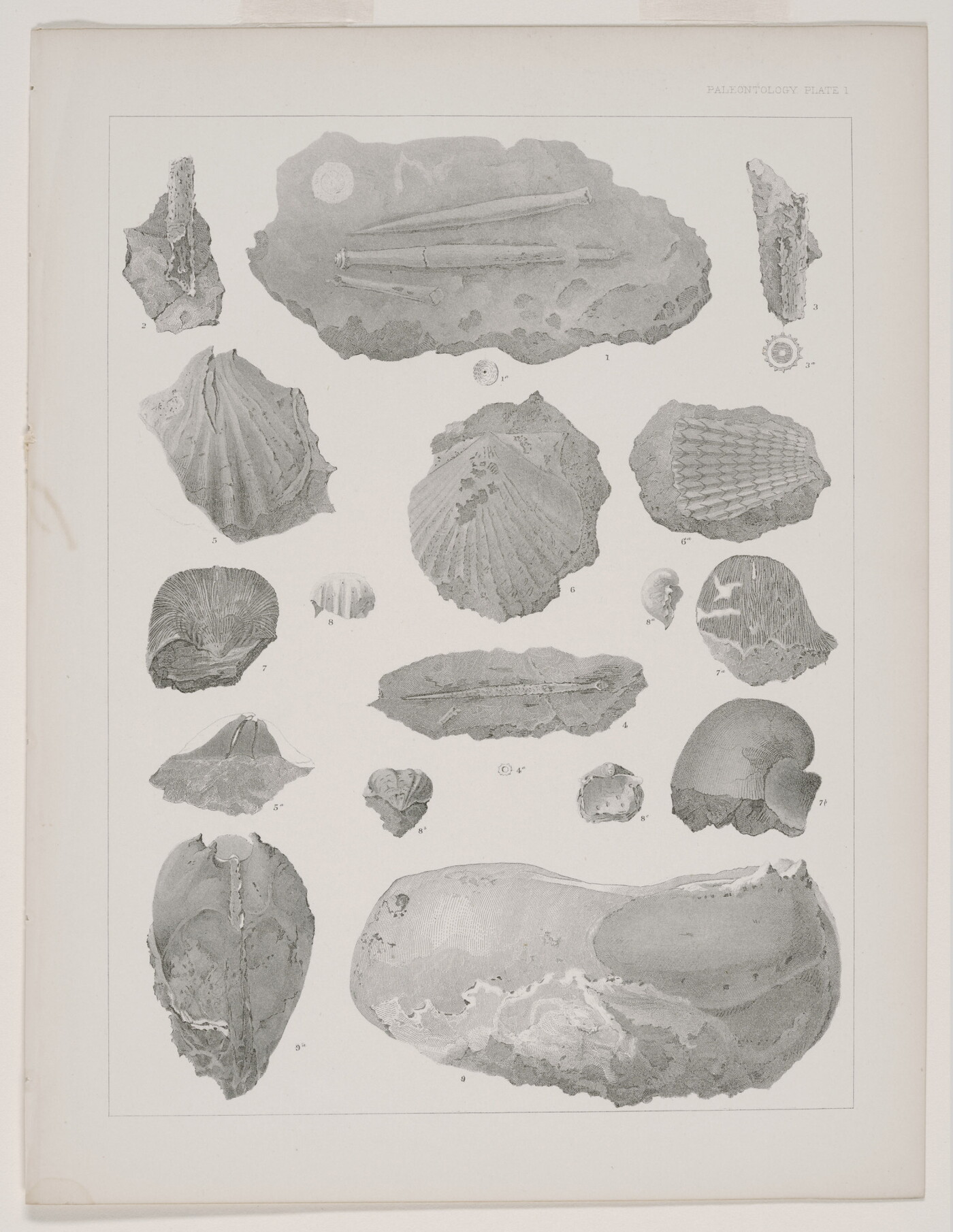 A black-and-white print of various plant fossils shown from different angles.