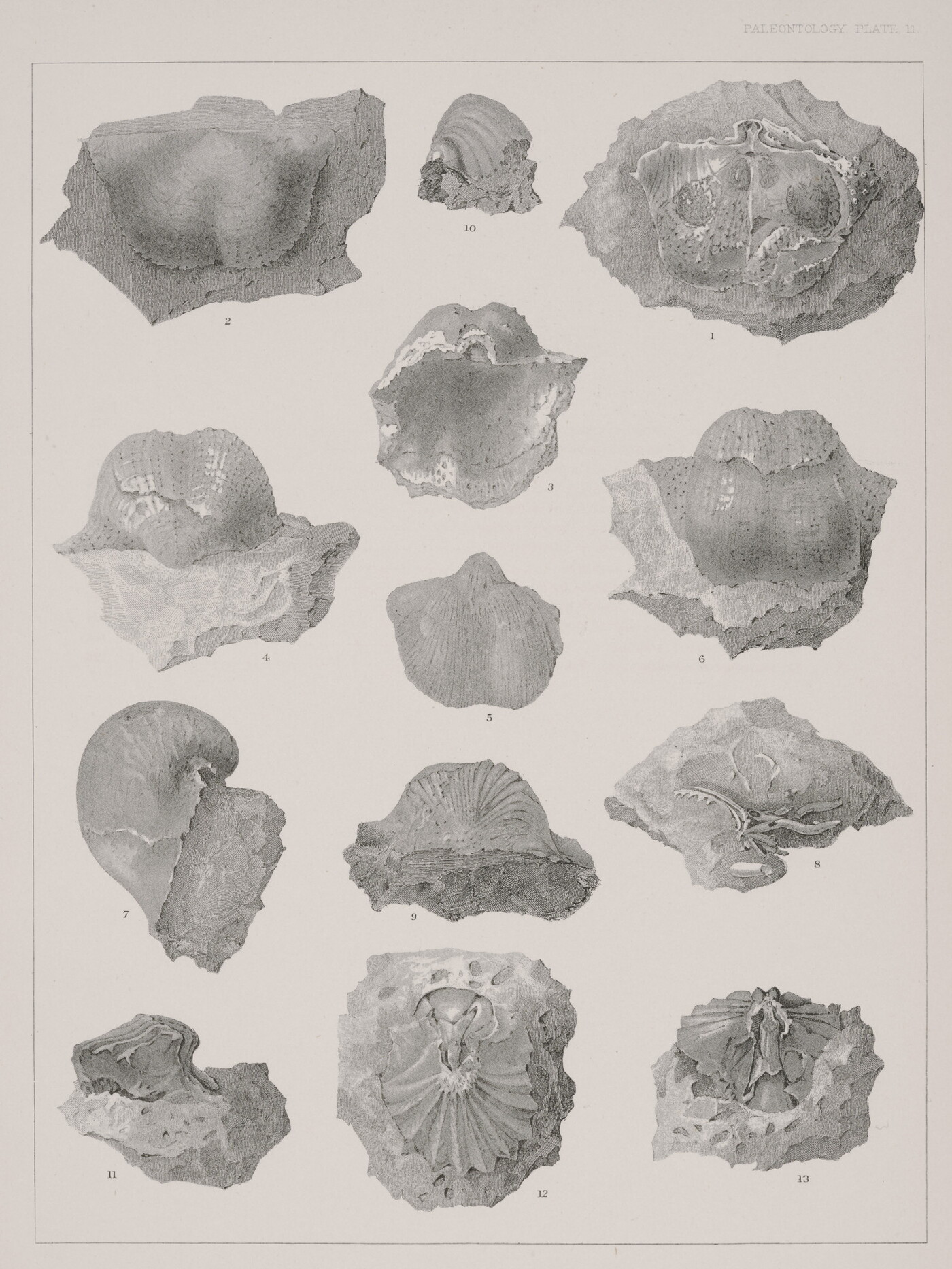 A black-and-white print of various fossils shown from different angles.