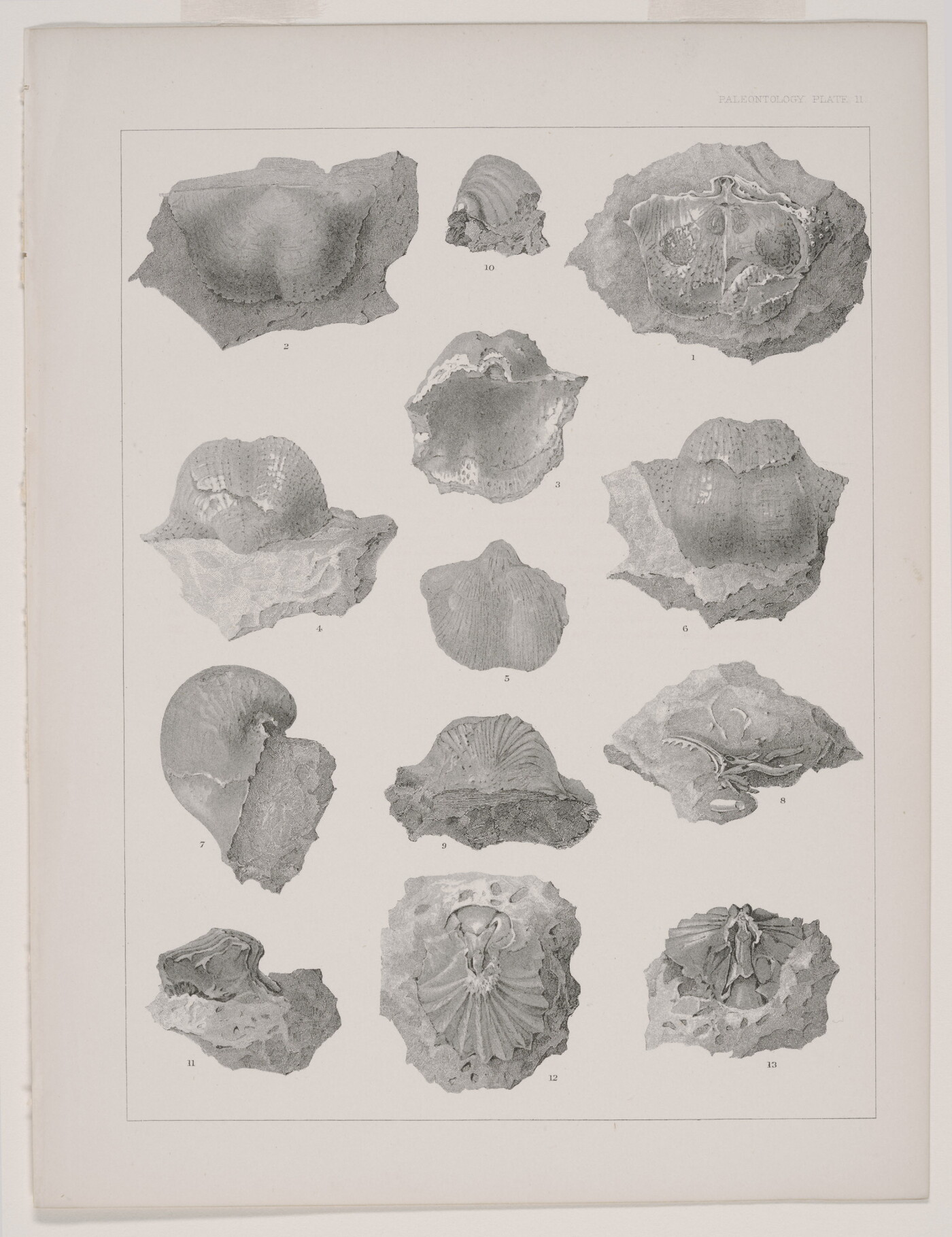 A black-and-white print of various fossils shown from different angles.