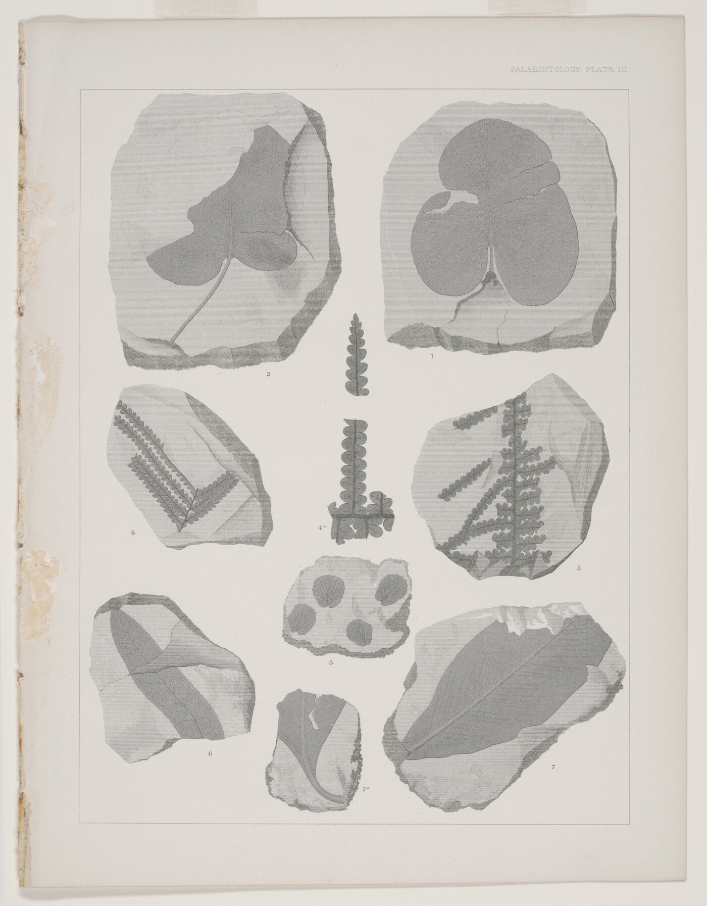 A black-and-white print of various fossilized impressions of plant stems and leaves.