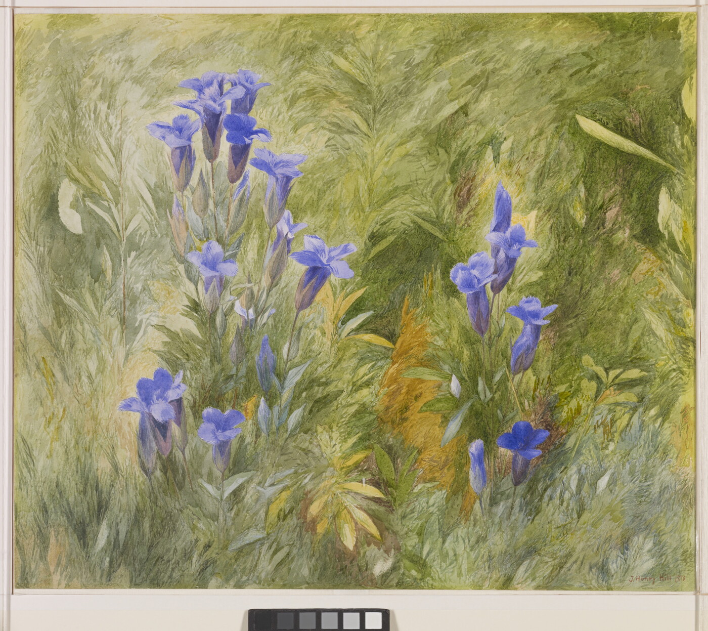 A watercolor of purple flowers in green grass.