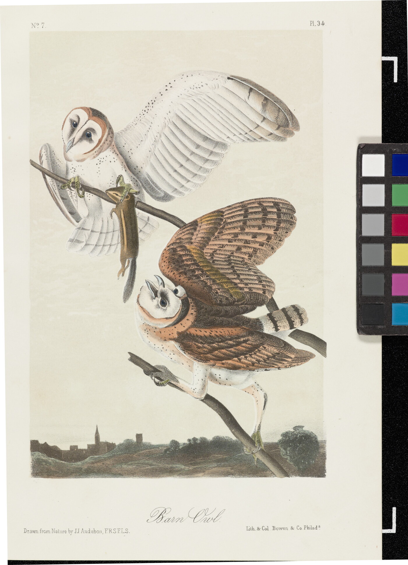 A color print of two barn owls on tree branches, one holding a chipmunk in its talons.