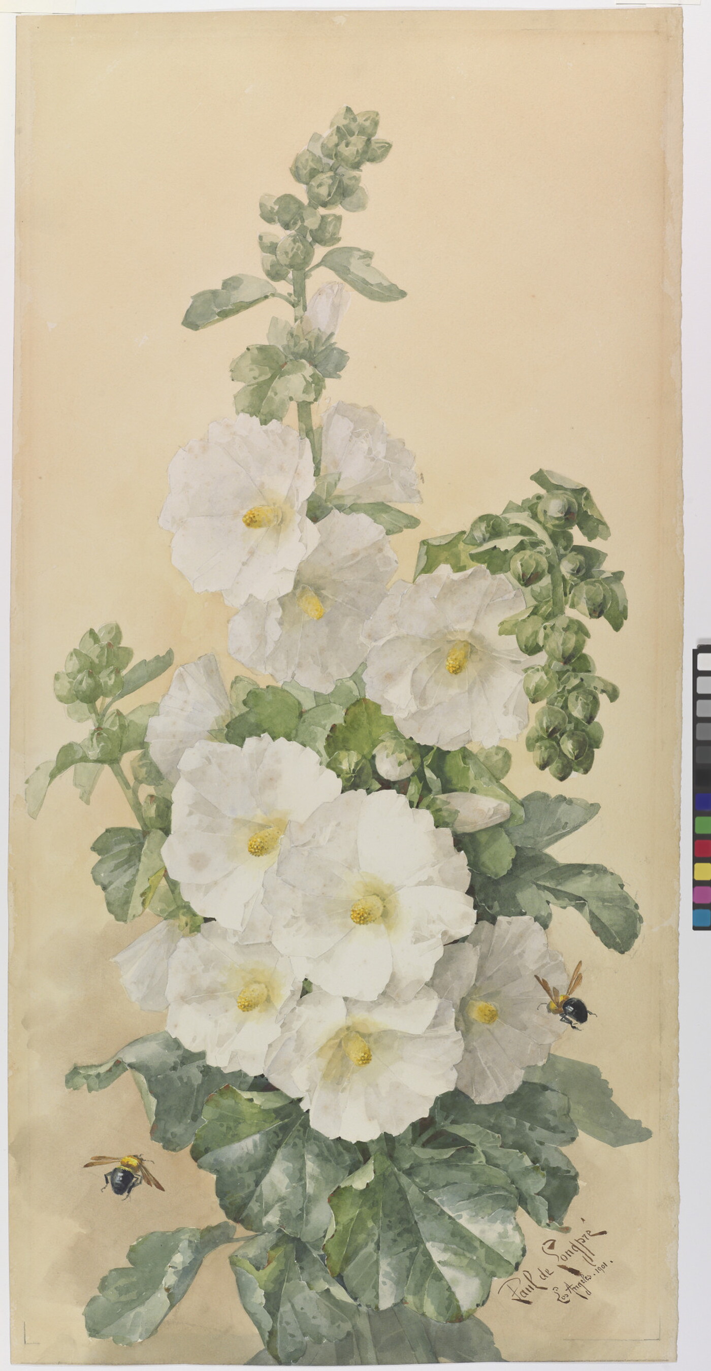 A watercolor of a tall plant with large white flowers and bees hovering nearby.
