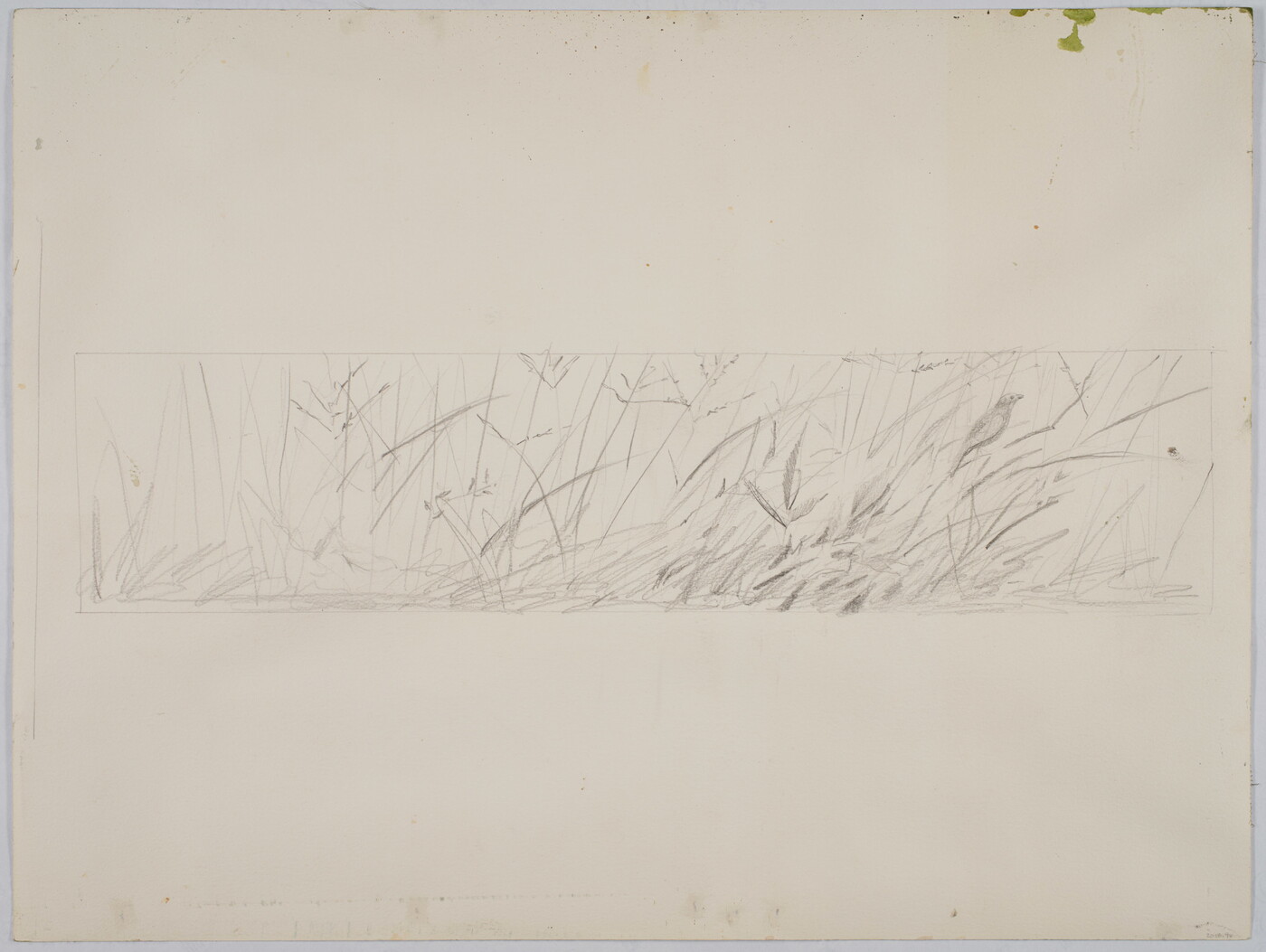 A very faint, black-and-white line drawing of a small bird perched in tall grass.