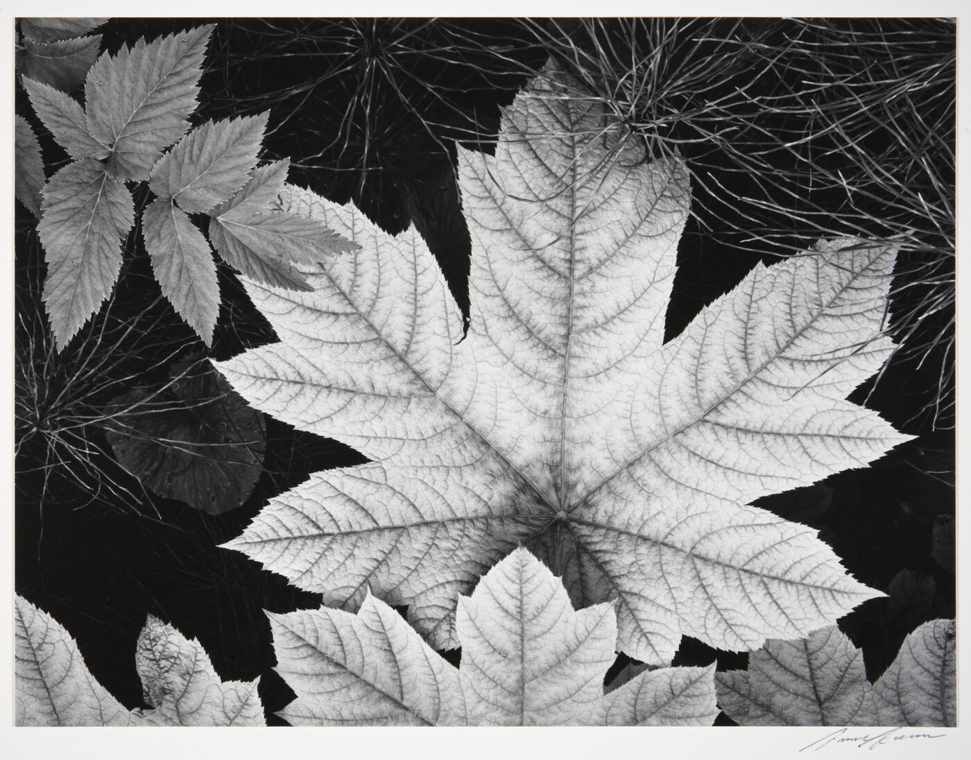 A black-and-white close-up photograph of an autumn maple leaf surrounded by other foliage.