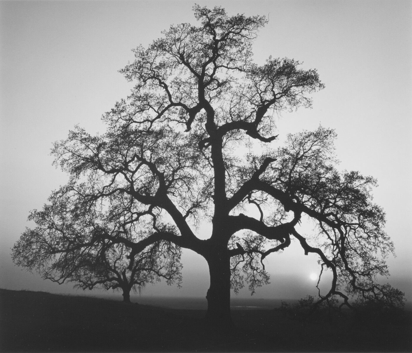 A black-and-white photograph of an oak tree in silhouette.