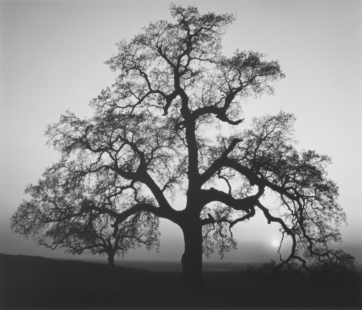 A black-and-white photograph of an oak tree in silhouette.